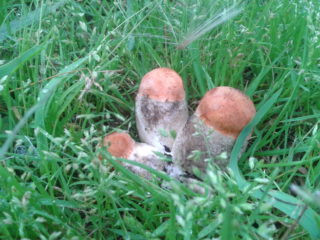 Faedah dan kemudaratan boletus: apa yang membantu dan siapa yang dikontraindikasikan