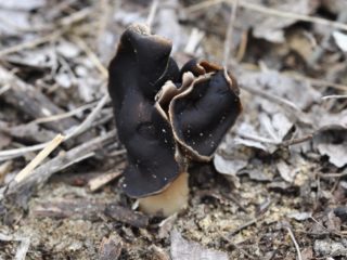 White-legged lobe: description and photo
