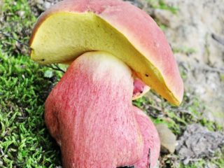 Two-color boletus: description and photo