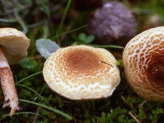 Giftig lepiota-sopp: beskrivelse og bilde
