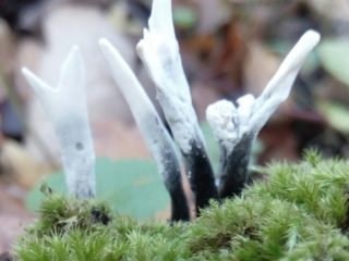 Xylaria Hypoxylon: descripción y foto.