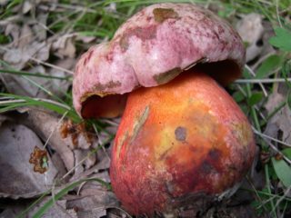 Boletus rosa-lilla beskrivelse og bilde