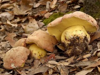 Boletus adnexata (Boletus maidens): description and photo