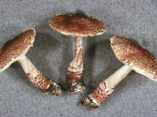 Lepiota šupinatý: popis a fotografia
