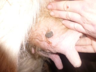 Viruela en una vaca en la ubre: cómo tratar, pronóstico y prevención.