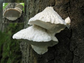 Aurantiporus fissile: fotografie a popis