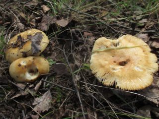 Basement: where it grows and what it looks like, is it edible?