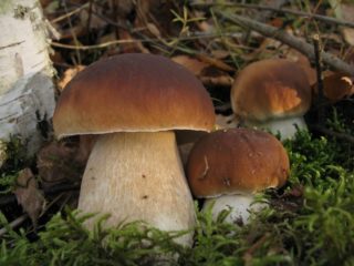 Ciuperci porcini: beneficii, contraindicații, aplicare, conținut caloric