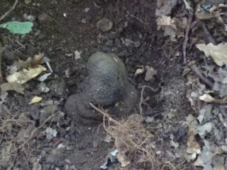 Truffle in Crimea: where it grows, edibility, description and photo