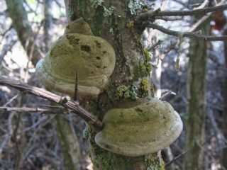 Polypore de espino amarillo: foto y descripción.