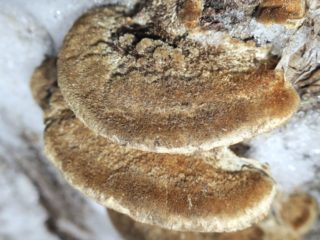 Trametes Troga: fotografia a popis