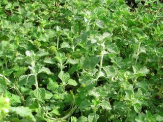 Horehound: medicinal properties and contraindications, application
