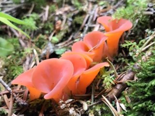 Guepinia helvelloides (Hepinia helvelloides): fotografia a popis