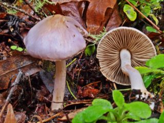 Rak gentian bumi: penerangan dan foto