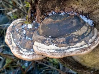 Fellinus burnt (False burnt polypore): photo and description