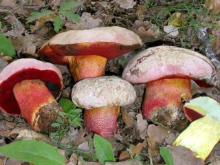 Boletus berkulit merah jambu: penerangan dan foto