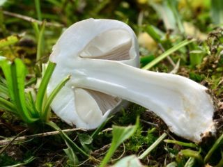 Červený dáždnik (White champignon red-plate): popis a foto