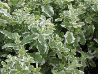 Sladká mäta Variegata (Variegata): popis, recenzie, fotografie