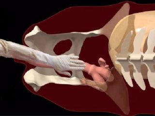 Secreción sanguinolenta en una vaca: preñada, después del parto.