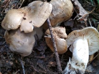 Lyophyllum shimeji: description and photo