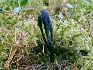 Cordyceps ophioglossoides: beskrivelse og foto