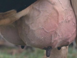 Liečba subklinickej (skrytej) mastitídy u kráv