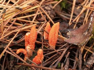 Cordyceps military: popis, liečivé vlastnosti, foto