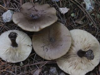 Melanoleuca krátkonohá: popis a foto