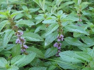 Peppermint Kuban 6: popis, recenzie, fotografie