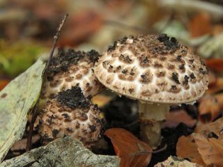 Lepiota akutní šupiny: popis a fotografie
