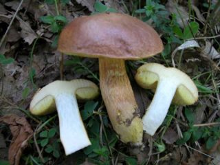 Гъба от моравски мъх: описание и снимка