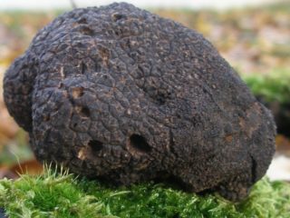 French truffle mushroom: edibility, description and photo