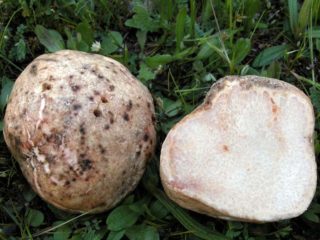 African truffle (steppe): edibility, description and photo
