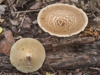 Fosa de Polyporus (Polyporus pit): foto y descripción, aplicación