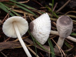 Lepiota Brebisson: penerangan dan foto