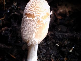 Home dung beetle: photo and description of the mushroom