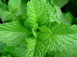 Mint Chill: fotos, descripción, críticas.