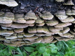 Trihaptum البني البنفسجي: الصورة والوصف