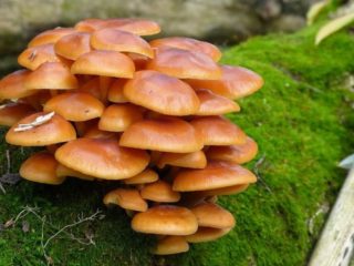 Honey mushrooms in Kuban: photos, the most mushroom places