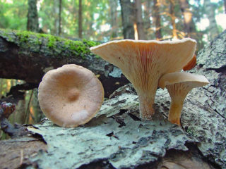 Pohár na pílový list (Lentinus pohár): fotografia a popis