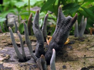 Xylaria multiforme: beskrivelse og medisinske egenskaper