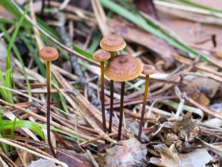 Xeromphalina campanulate: popis a fotografia