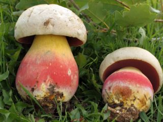 Vakker boletus: hvordan den ser ut, hvor den vokser, foto