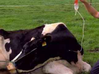 Krvavá hnačka u teľaťa: príčiny a liečba