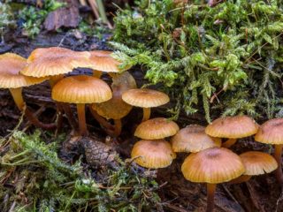 Stemform Xeromphalina: popis a fotografia