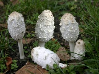Snow-white dung beetle: photo and description of the mushroom