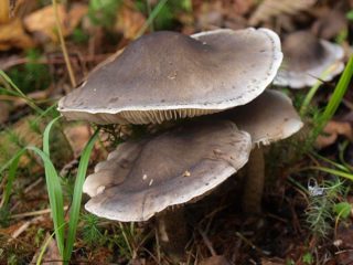 Obrovský riadok: fotografia a popis, použitie