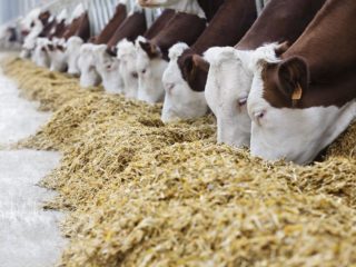 Probiotikum Lactobifadol pro skot: zkušenosti s výkrmem, aplikace