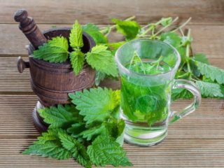 Moroccan mint: beneficial properties, recipes with photos