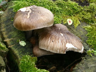 Pluteus bahenný (malý cap): fotografia a popis
